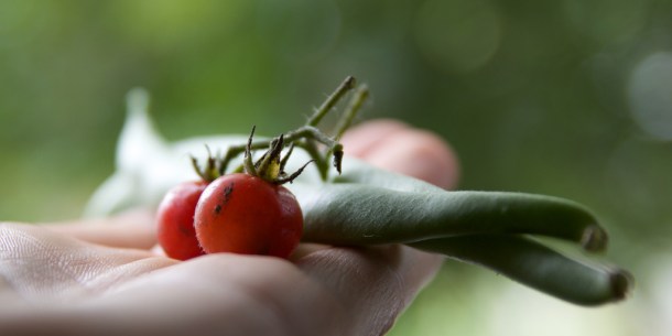 Green beans and tomatoes by qmnonic (http://www.flickr.com/photos/qmnonic/3828877214/sizes/l/in/photostream/) via Flickr
